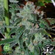 AlphaKronik Genes Seeds Belka